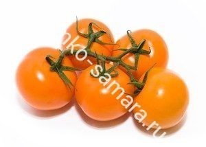 Лучшие сорта томатов семко: посадка и уход