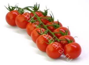 Лучшие сорта томатов семко: посадка и уход