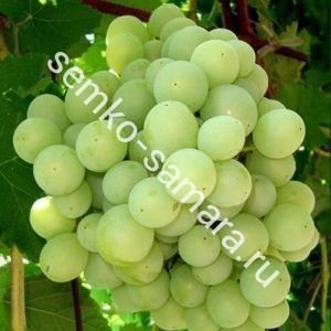 Виноград Краса Никополя плодовый - описание, заказ семян