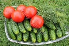 Семена томатов и огурцов