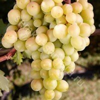 Виноград Лилла плодовый