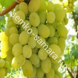 Виноград Белое Чудо плодовый