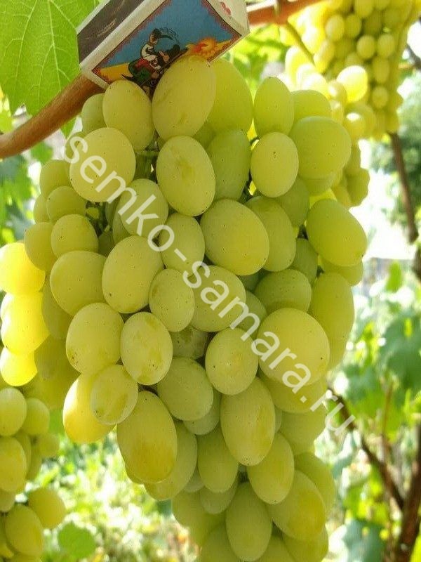 Виноград Белое Чудо плодовый