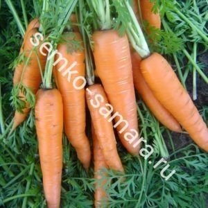 вита лонга морковь