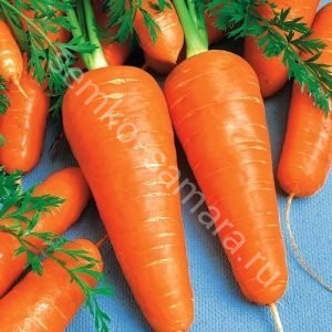Морковь Шантене а кур руж 2