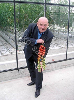 Томаты от Самсонова