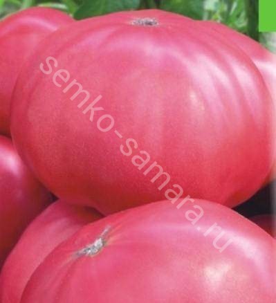 Томат Розовый гигант - описание, заказать весовые семена оптом