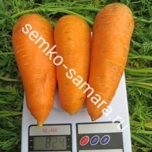 морковь болтекс семко-самара