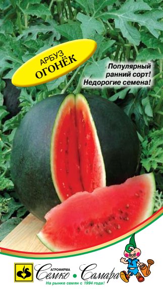 арбуз огонёк