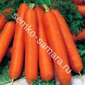 Морковь Нантская