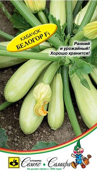 Кабачок Белогор