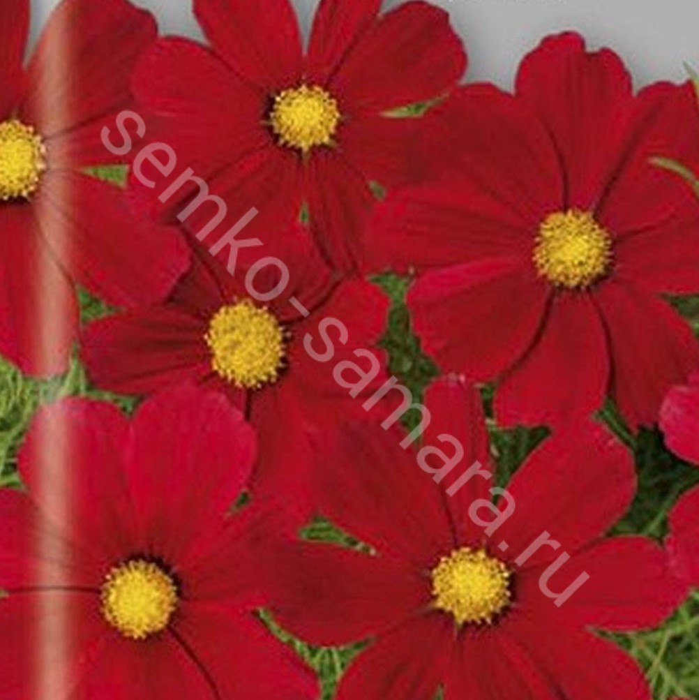 Космея Sensation Red