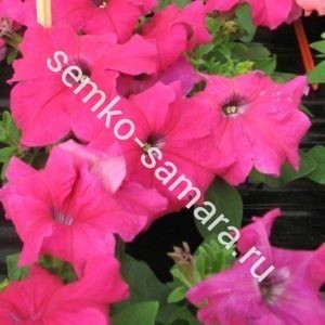 Петуния крупноцветковая Танго Розовая