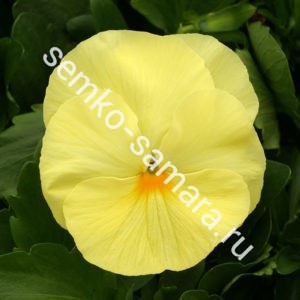 Виола крупноцветковая Колоссус Лемон Шейдес