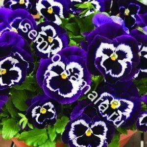 Виола крупноцветковая Маммот Вива ла Виолет