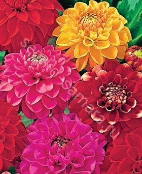 Цветовая гамма и форма цветков
