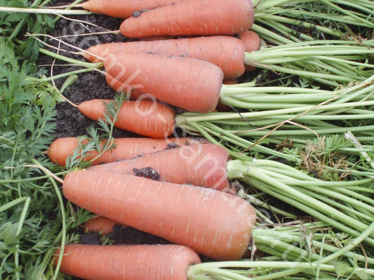 Морковь гибриды. Морковь Каскад f1. Морковь сорт Каскад. Морковь Намур f1. Морковь Каскад ф 1.