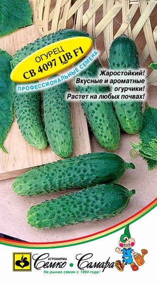 Огурец СВ 4097 ЦВ F1