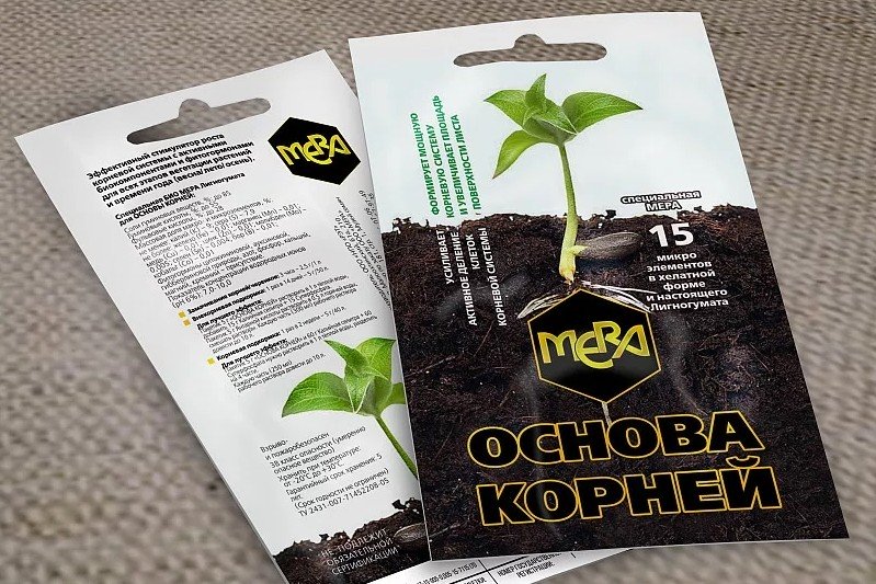 основа корней