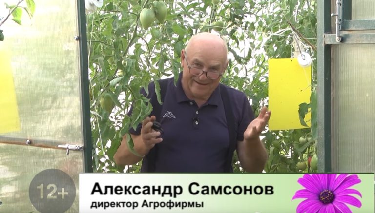 Дачные сезоны 26.08.2021