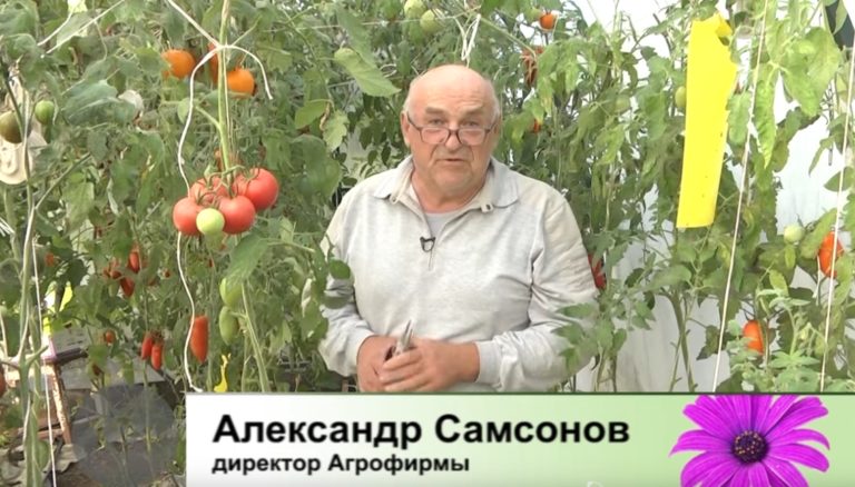 ДАЧНЫЕ СОВЕТЫ ОТ 09.09.2021