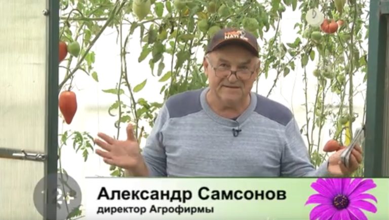 дачные советы 16.09.2021