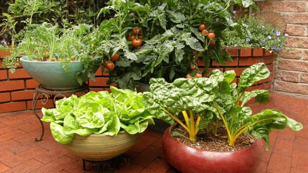 Выращивание овощей в кашпо