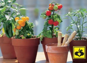 Выращивание овощей летом и осенью в кашпо — «Дачные советы», Август 2022