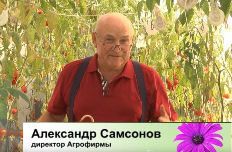 Дачные советы Галины Старосельцевой 18 Августа 2022