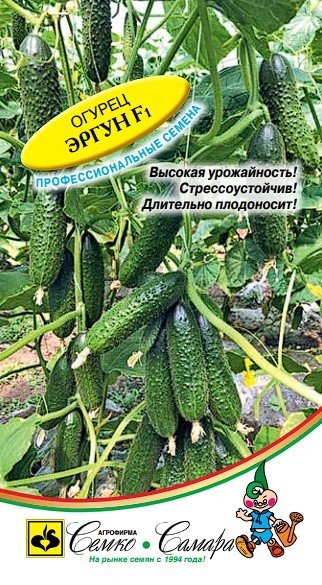 огурец Эргун