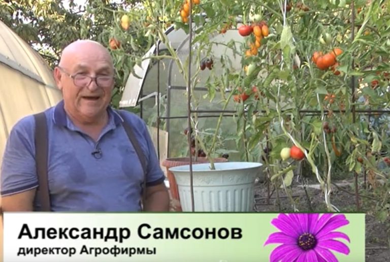 Дачные советы Галины Старосельцевой Сентябрь 08-2022