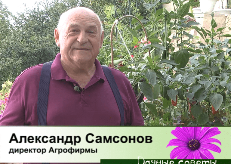дачные советы от 31.08.2023