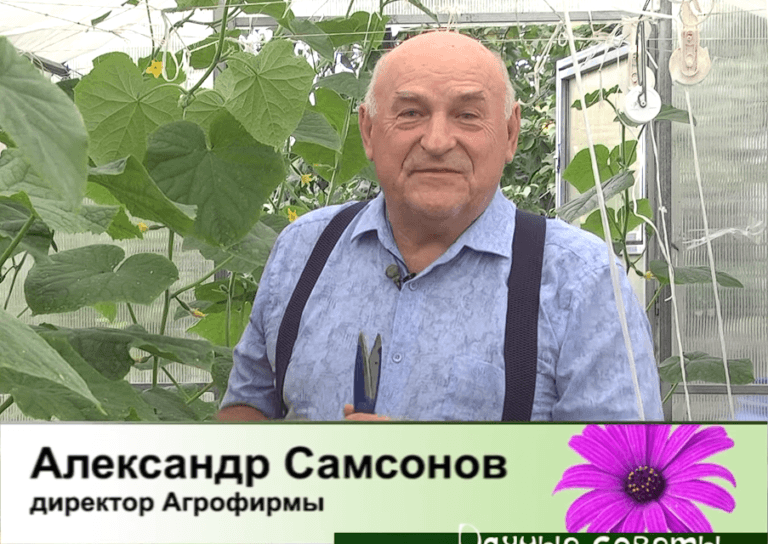 дачные советы от 07.09.2023