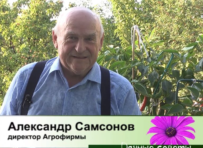 дачные советы от 18.07.2024