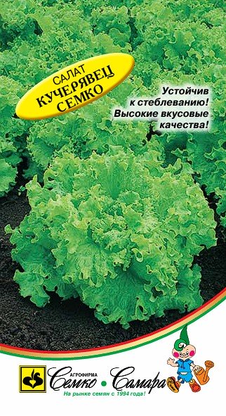 Салат Кучерявец Семко