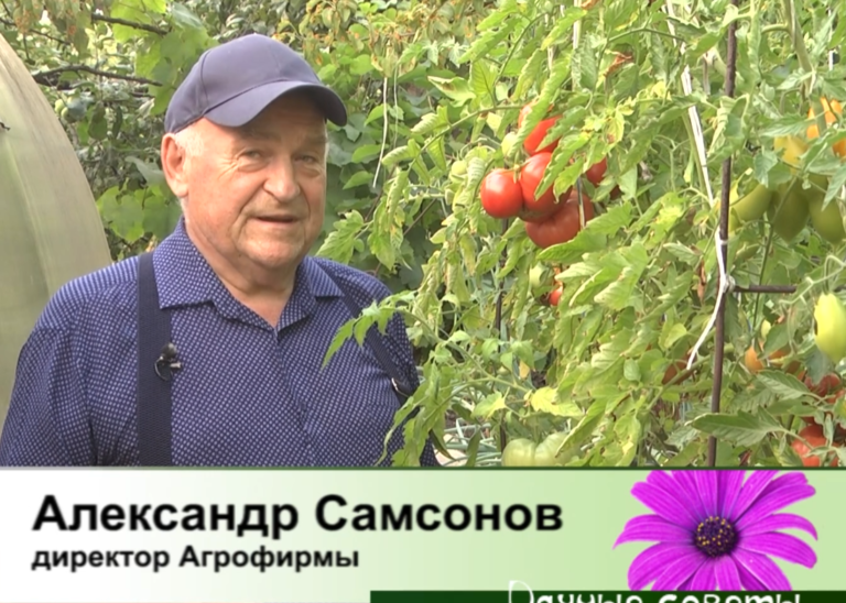 дачные советы от 14.08.2025