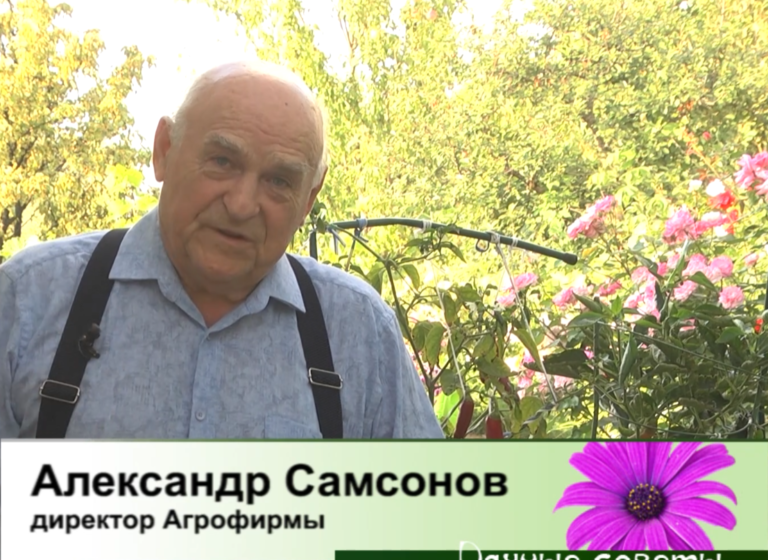 дачные советы от 21.08.2025