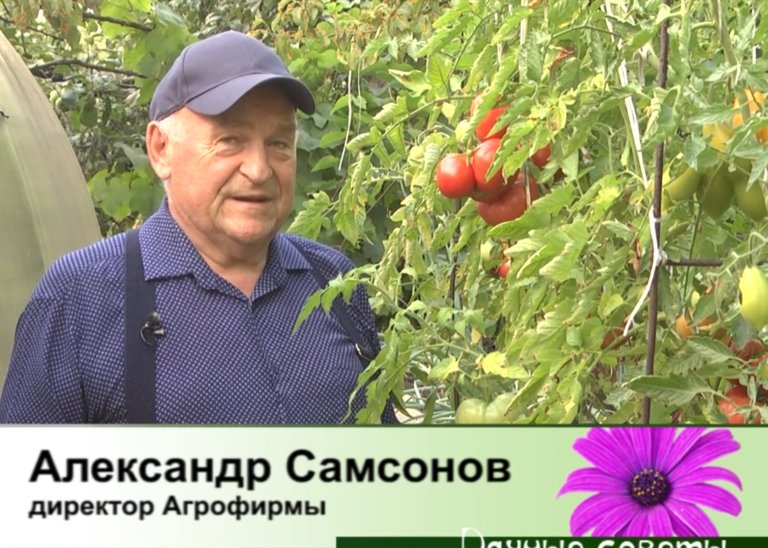 дачные советы от 14.08.2025