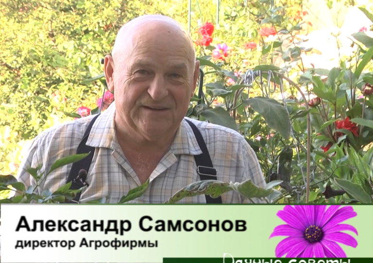 дачные советы от 04.09.2025