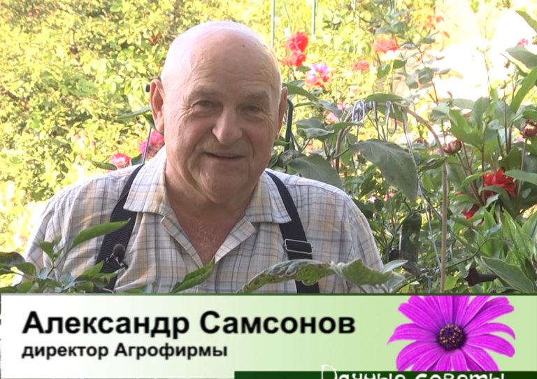 дачные советы от 04.09.2025
