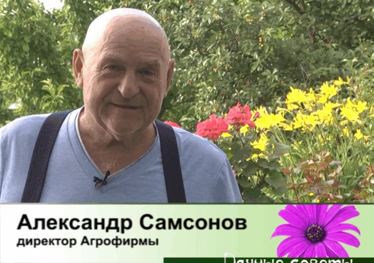 дачные советы от 11.06.2026